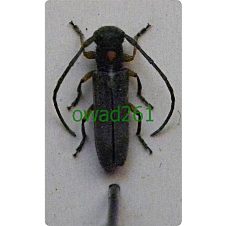 Phytoecia virgula (Charpentier, 1825) Zielarka bylicowa
